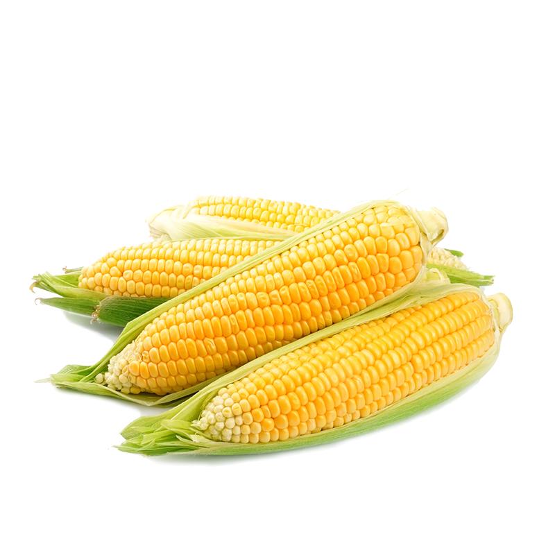 SÜT MISIR
